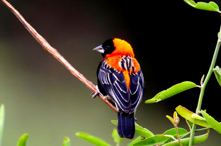 Bird-Watching-in-mikumi-national-park