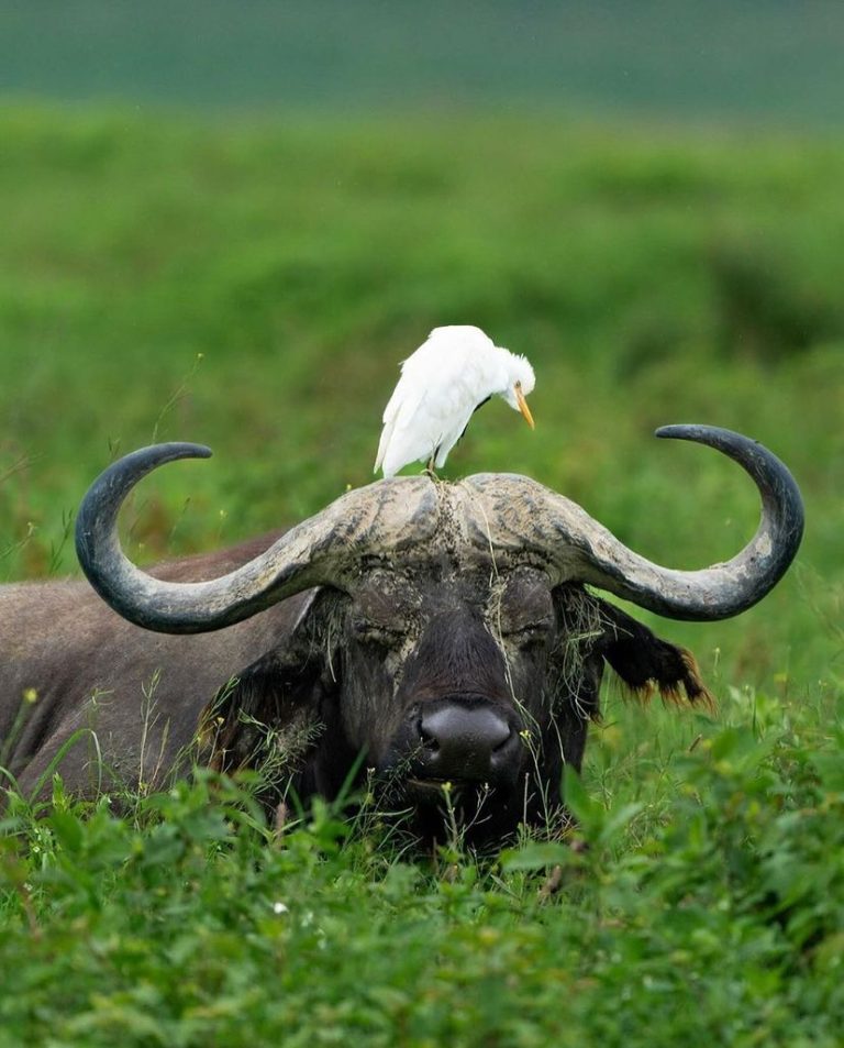 10 Days Birdwatching Tanzania