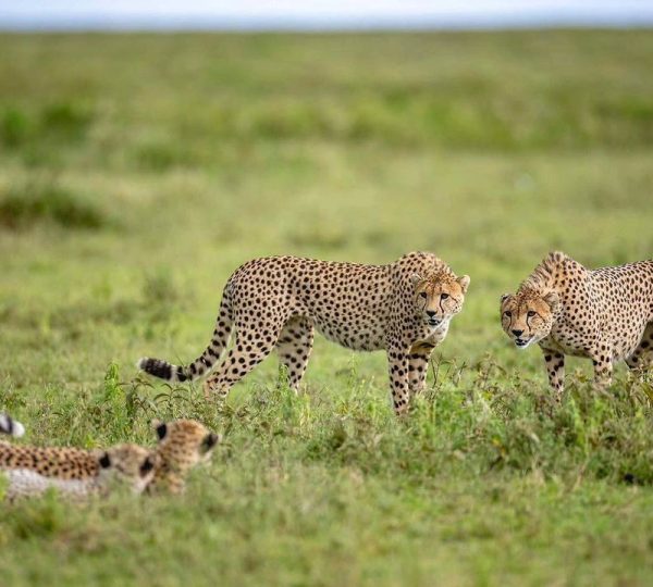 3-Day Luxury Safari to Serengeti and Ngorongoro