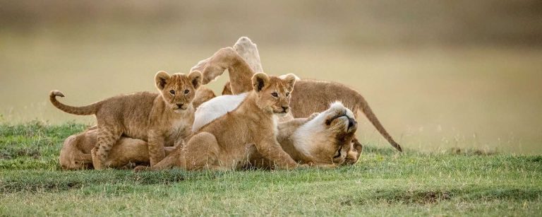 5-Day Best Family Safari Experiences in Tanzania