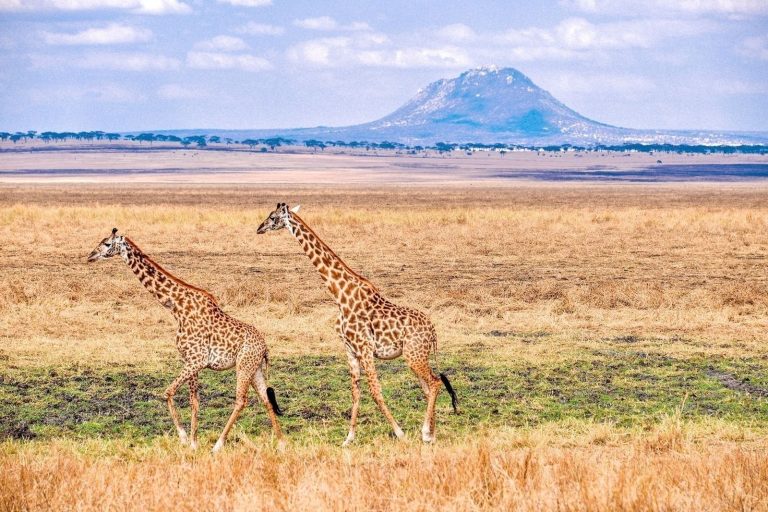 5-Day Discover Tanzania's Wildest Wonders