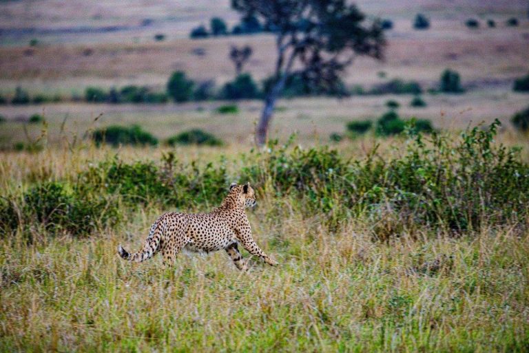 5-Day Unforgettable Safari Experience in Tanzania