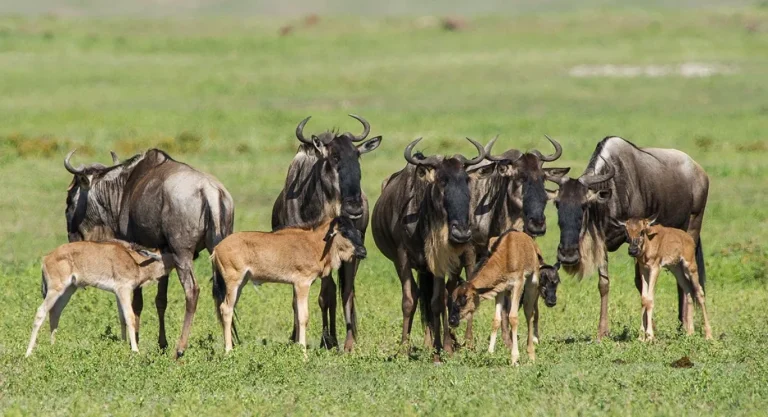 6-Day Tarangire National Park and Ndutu Mgrations