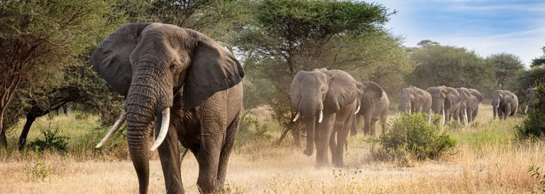 7-Day Ultimate Big Five Wildlife Adventure