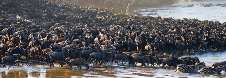 8-Day Great Migration Tour – Mara River Crossing