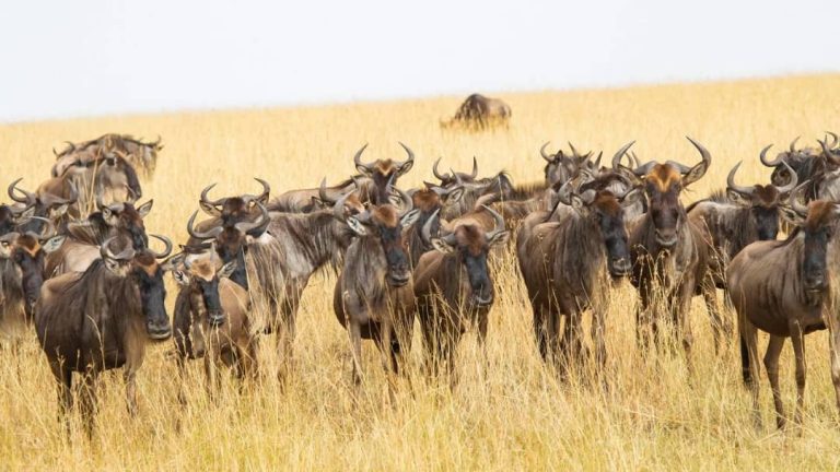 12 Days Serengeti Migration Safari