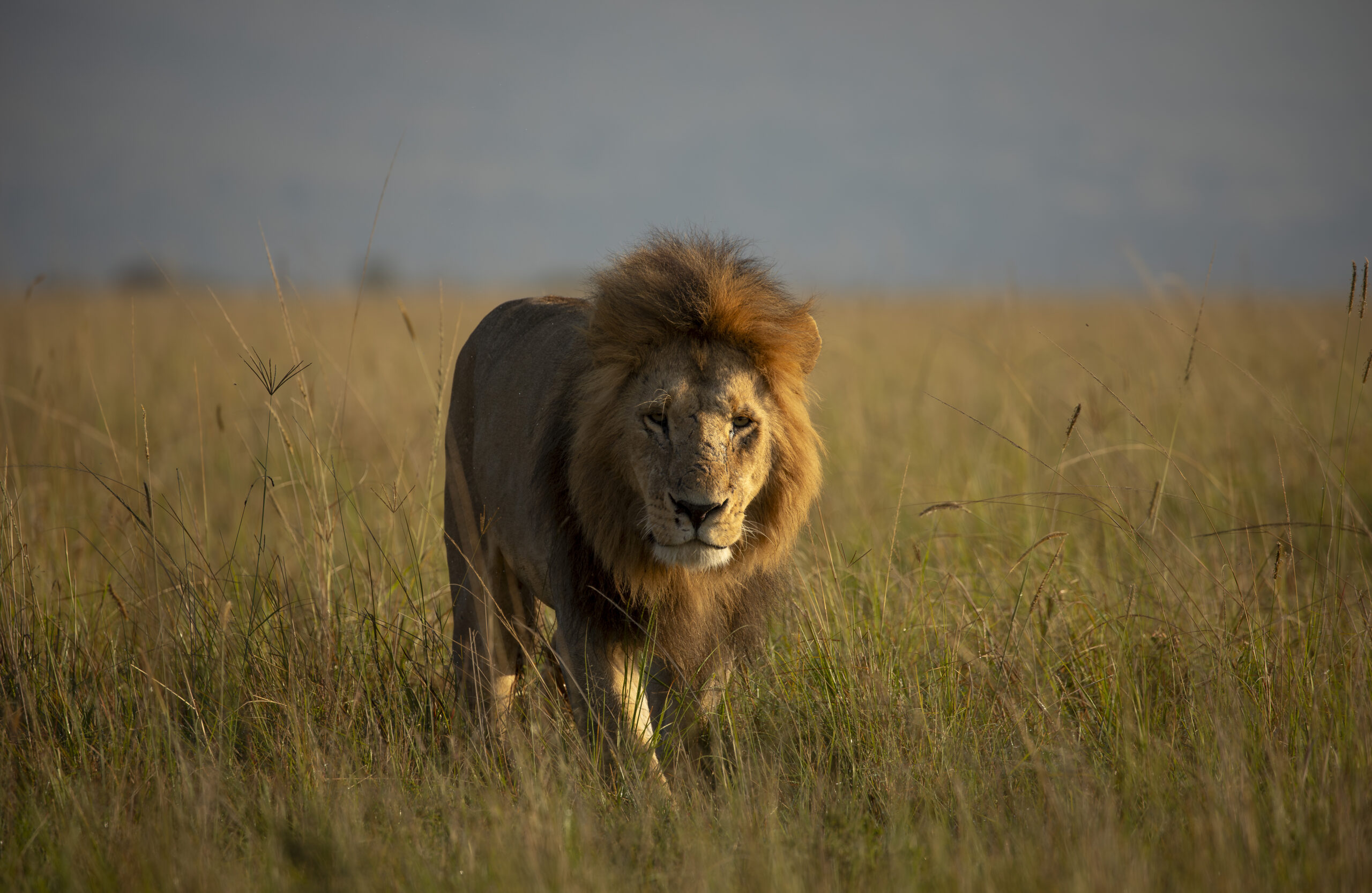 Lake Manyara 