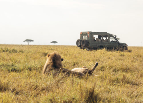 Volunteer with Gowitos Safaris & Holidays – Travel with Purpose!