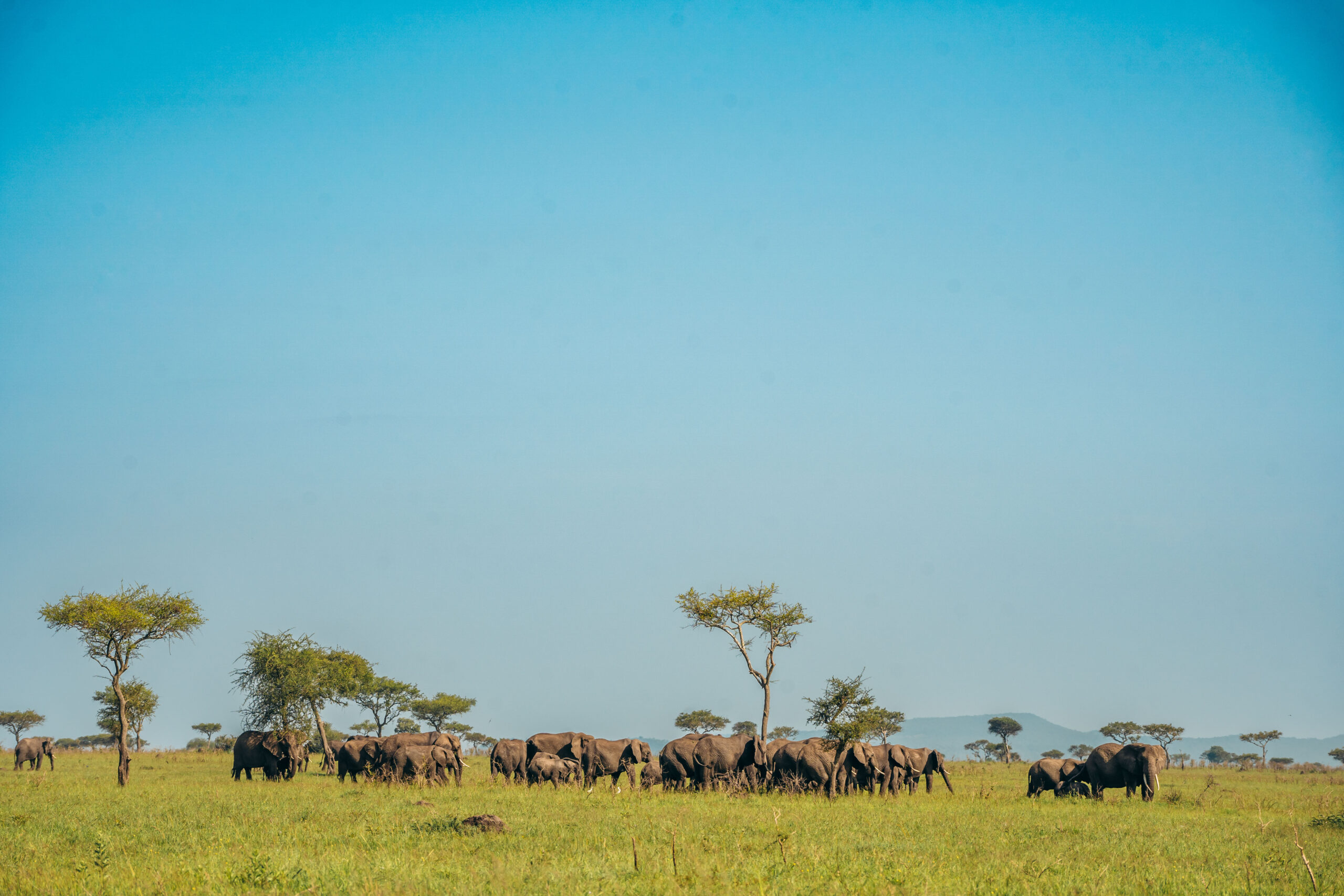 Tarangire National park