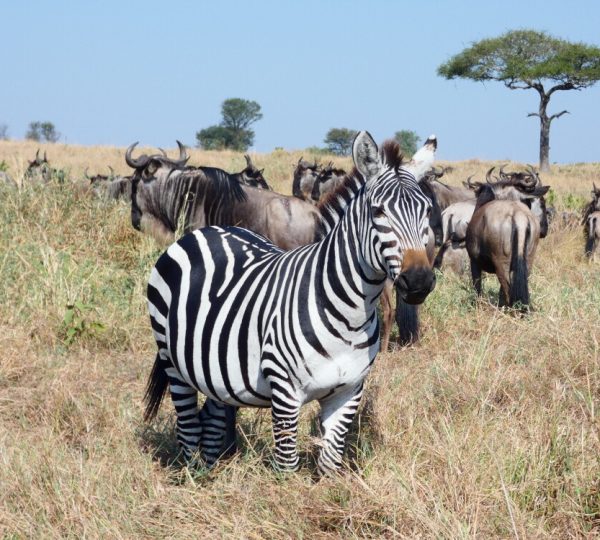 10 Days Safari to Nyerere, Mikumi Udzungwa & Ruaha National Parks