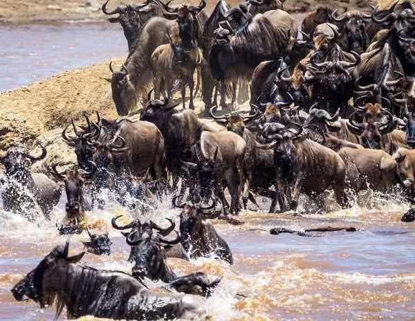 12 Days Serengeti Great Migration Safari