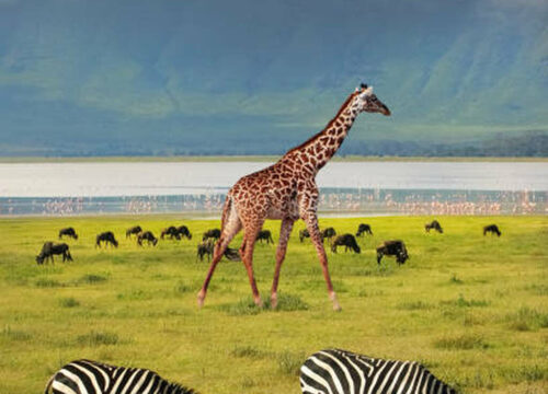 Serengeti & Ngorongoro Safari: 13 wichtige Tipps für deutsche Reisende
