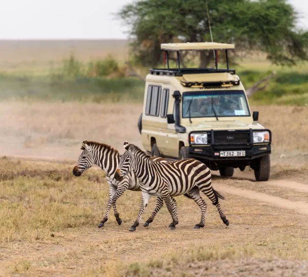 Warum Lokale Safari-Experten in Tansania den Unterschied Machen