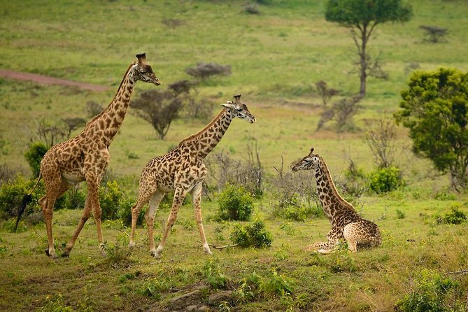Travelers enjoying a Tanzania safari experience