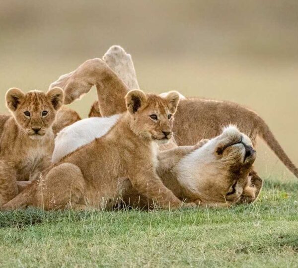 Tanzania Safari Guide: 15 Essential Things to Know Before You Go