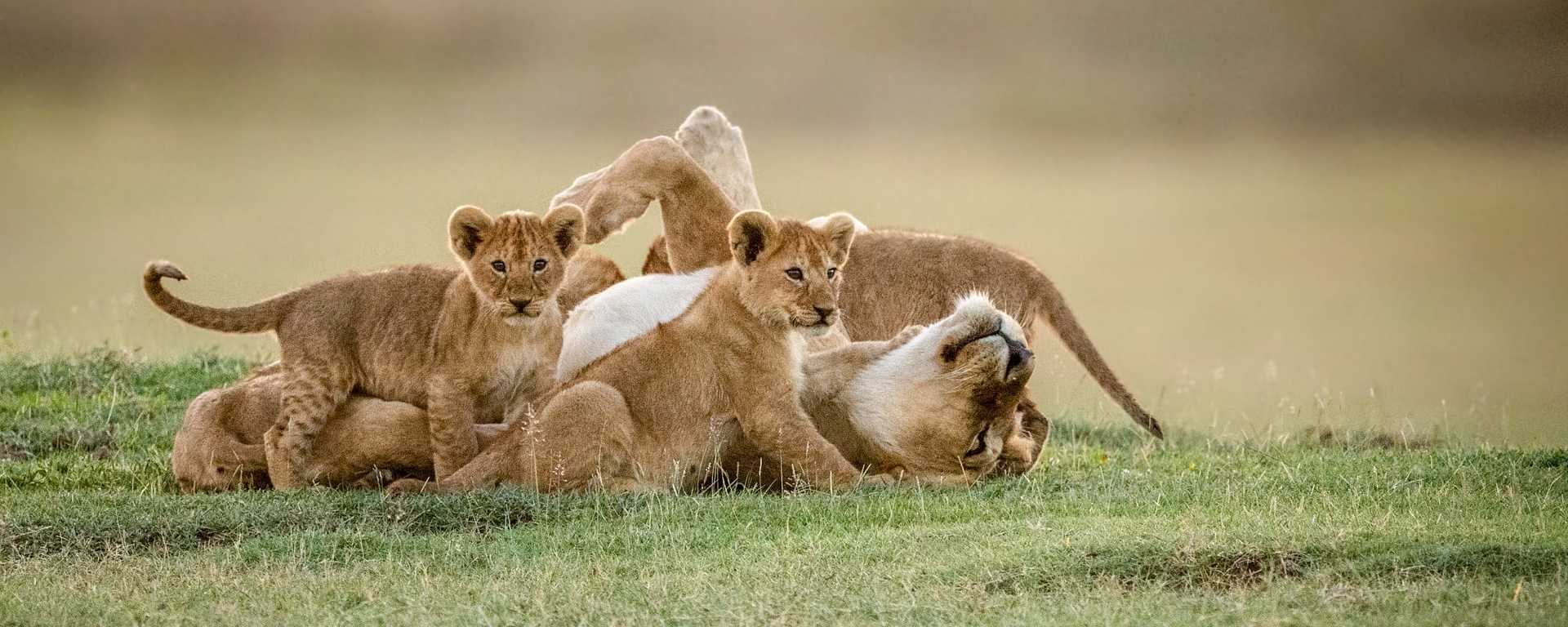 5-Day Best Family Safari Experiences in Tanzania 2027, 2028 & 2029
