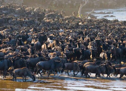 Best 12 Days Serengeti Migration Safari 2027, 2028 & 2029