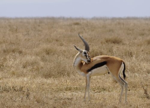 Best 10-Day Tanzania Wildlife Safari and Zanzibar Beach Escape 2027, 2028 & 2029