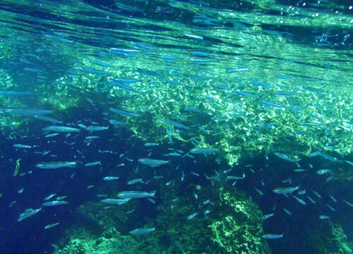 Mafia Island Marine Park: 9 Incredible Ocean Experiences in Tanzania