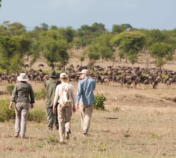 Safari en Tanzanie : 3 Joyaux — Serengeti, Ngorongoro et Zanzibar
