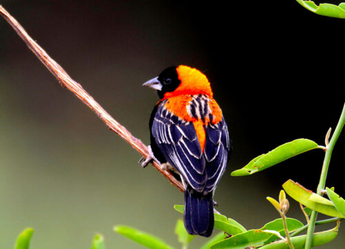 Best 10 Days Birdwatching Tanzania Safari 2027, 2028 & 2029