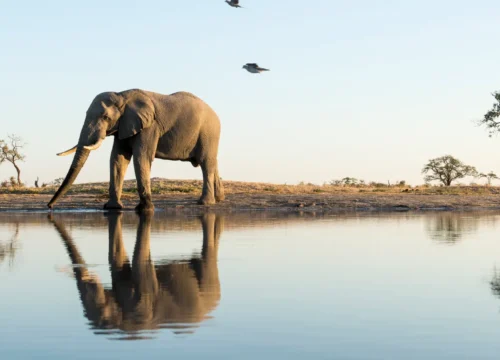 Exklusive Safaris in Tansania: 9 maßgeschneiderte Erlebnisse