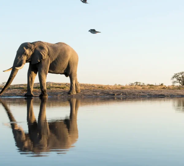 Exklusive Safaris in Tansania: 9 maßgeschneiderte Erlebnisse