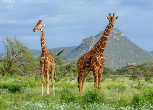 Mkomazi National Park: 9 Amazing Reasons to Visit in 2027–2029