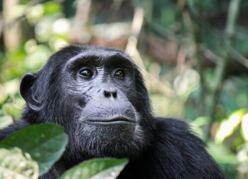 Gombe Stream National Park: 9 Extraordinary Chimpanzee Experiences