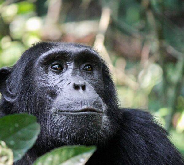 Gombe Stream National Park: 9 Extraordinary Chimpanzee Experiences