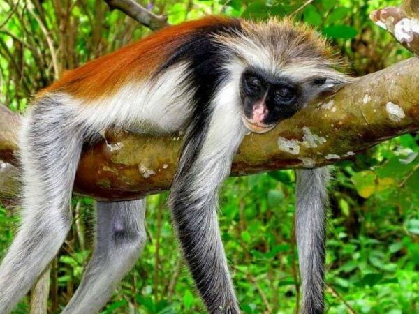 Best Jozani Forest Tour in Zanzibar: Red Colobus Monkeys and Mangroves