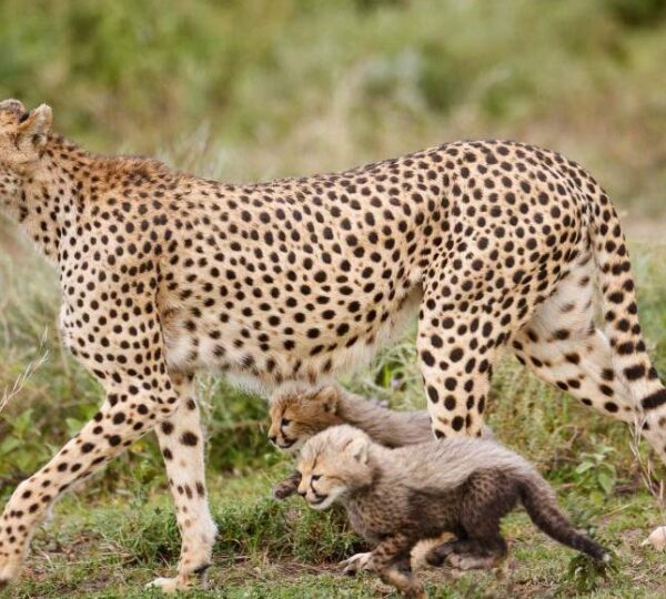 15 Essential Safari Health and Safety Tips for USA Travelers