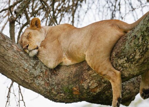 Private Safari vs. Gruppen-Safari in Tansania: 9 wichtige Unterschiede