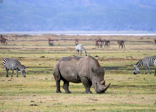 Best 3–4 Days Safari in Serengeti National Park 2027, 2028 & 2029