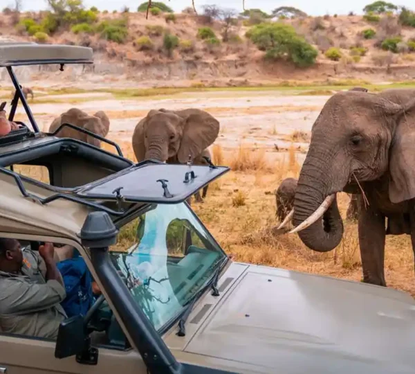 2-Days Tanzania Safari Adventure