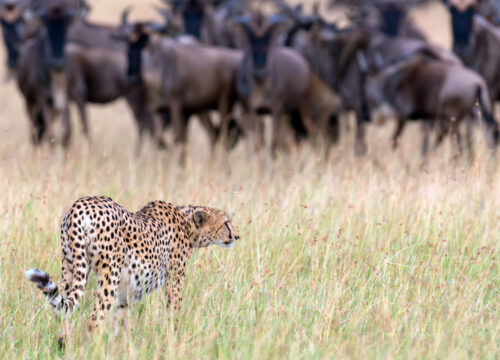 Best Ngorongoro Crater Day Tour 2027, 2028 & 2029