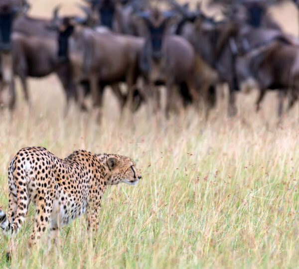 6-Days Ndutu Great Migration Safari