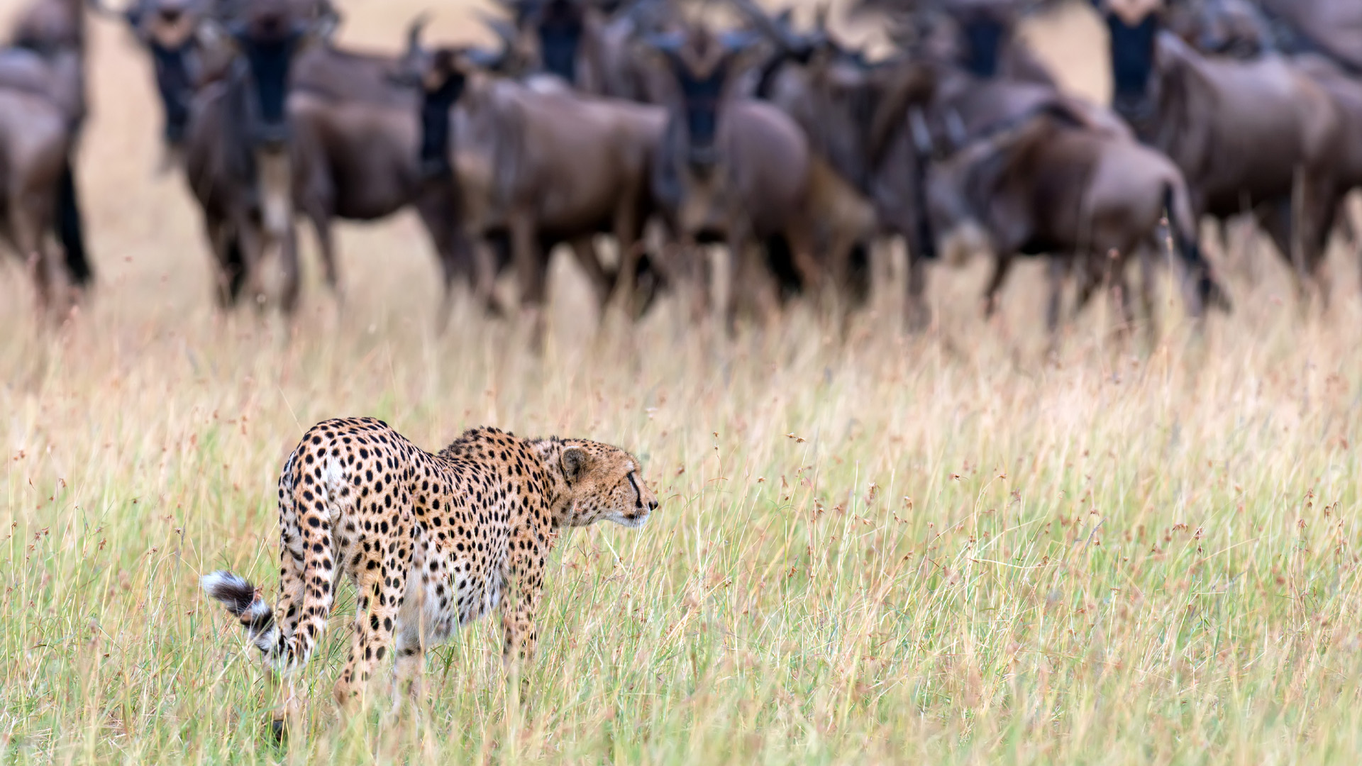 Best Ngorongoro Crater Day Tour 2027, 2028 & 2029