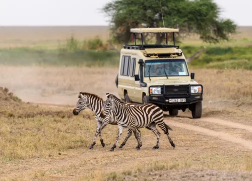 3-Day Tanzania Safari Adventure