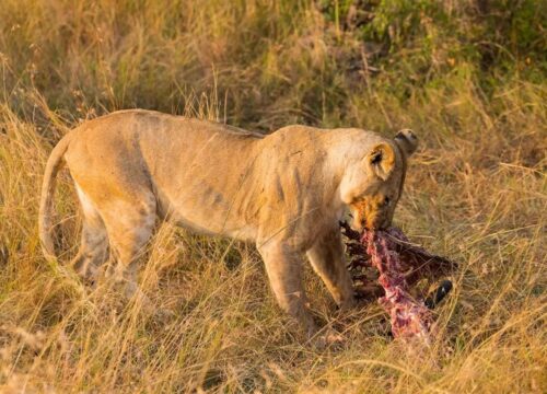 Best 5-Day Tarangire, Serengeti and Ngorongoro Safari 2027, 2028 & 2029