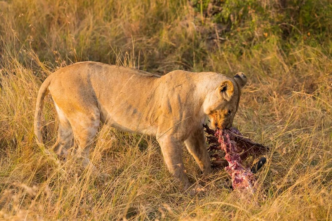 Best 5-Day Tarangire, Serengeti and Ngorongoro Safari 2027, 2028 & 2029