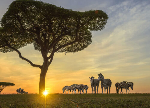 Best Time to Visit Africa for a Safari: 12 Powerful Seasonal Tips
