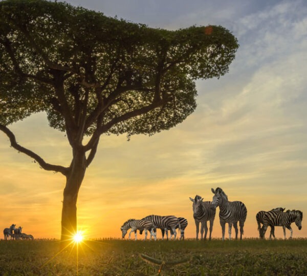 Best Time to Visit Africa for a Safari: 12 Powerful Seasonal Tips