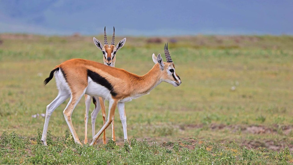 Antelope in the wild on a five day Tanzania safari