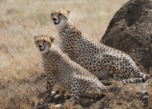 Beste Reisezeit für Safari in Tansania: 12 faszinierende Monate