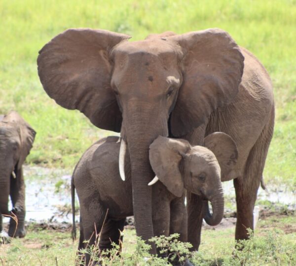 2-Days Tanzania Safari Adventure | Unforgettable Adventure