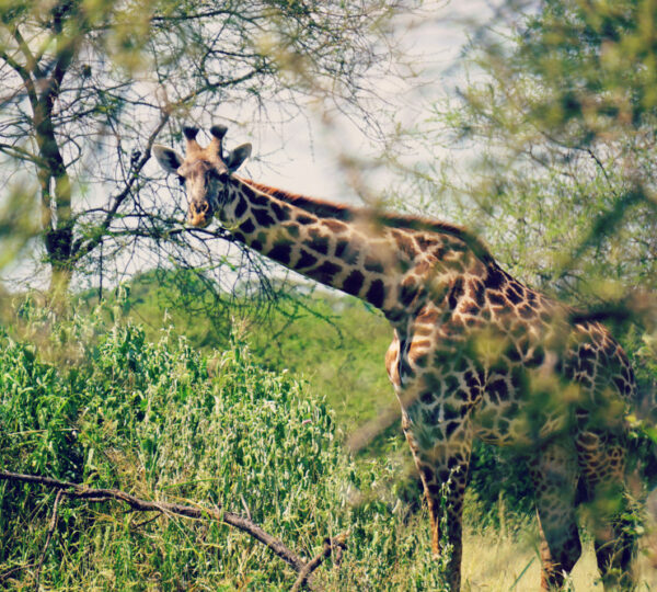5-Days Unforgettable Kenya Safari Itinerary