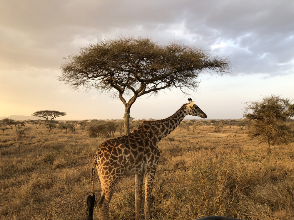 5-Days Unforgettable Kenya Safari Itinerary