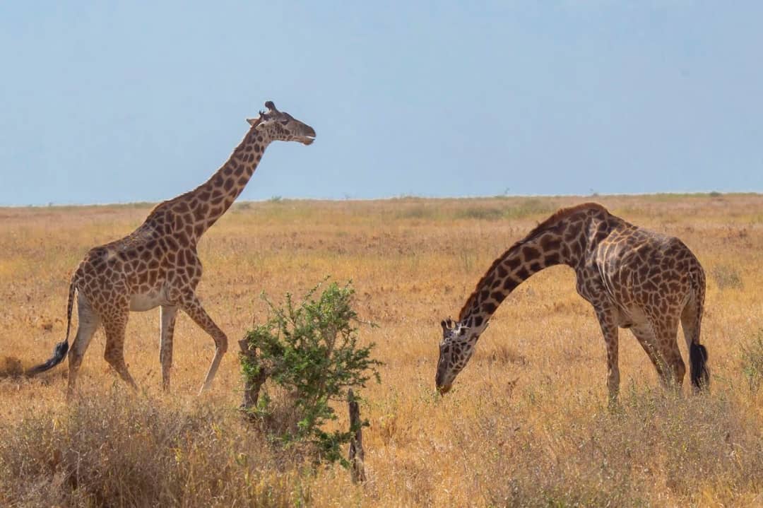 Giraffe seen during a Tanzania safari