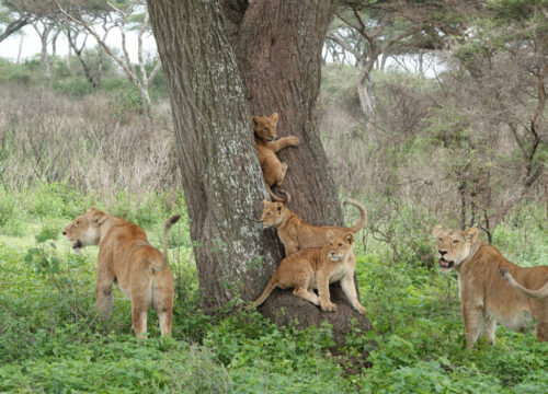 Safari en Famille en Tanzanie : 11 Conseils Essentiels